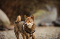 Picture of Shiba Inu, 14 months, Cates Park