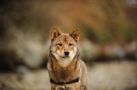 Picture of Shiba Inu, blurred background