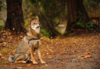 Picture of Shiba Inu in autumn