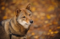 Picture of Shiba Inu in autumn