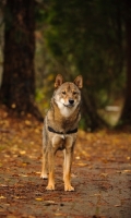 Picture of Shiba Inu in autumn