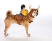 Picture of Shiba Inu in cowboy costume