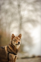 Picture of Shiba Inu in misty morning