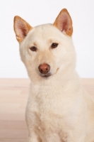 Picture of Shiba Inu in studio, head study