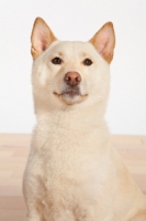 Picture of Shiba Inu in studio, shoulders up