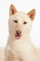 Picture of Shiba Inu in studio