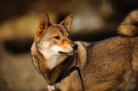 Picture of Shiba Inu looking away