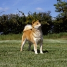 Picture of shiba inu looking up