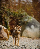 Picture of Shiba Inu near rocks