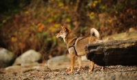 Picture of Shiba Inu near rock