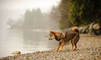 Picture of Shiba Inu near shore