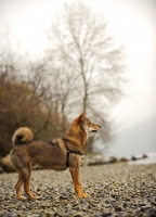 Picture of Shiba Inu near shore