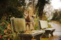 Picture of Shiba Inu on bench
