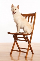 Picture of Shiba Inu on chair