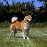 Picture of shiba inu on grass