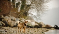Picture of Shiba Inu on shoreline