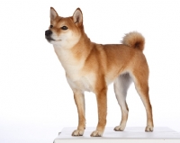 Picture of shiba inu on white background
