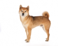 Picture of shiba inu on white background