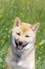 Picture of Shiba Inu portrait, front view