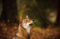 Picture of Shiba Inu profile