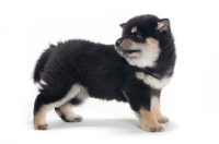 Picture of Shiba Inu puppy, black and tan colour, looking away
