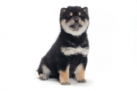 Picture of Shiba Inu puppy, black and tan colour