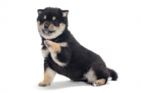 Picture of Shiba Inu puppy, black and tan colour, one leg up