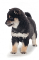 Picture of Shiba Inu puppy, black and tan colour