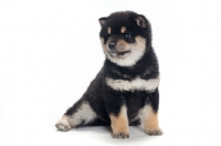 Picture of Shiba Inu puppy, black and tan colour