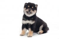 Picture of Shiba Inu puppy, black and tan colour, in studio