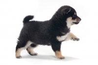 Picture of Shiba Inu puppy, black and tan colour, walking