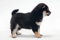 Picture of Shiba Inu puppy, black and tan colour, sid view