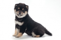 Picture of Shiba Inu puppy, black and tan colour