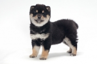 Picture of Shiba Inu puppy, black and tan colour, standing