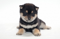 Picture of Shiba Inu puppy, black and tan colour, lying down