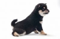 Picture of Shiba Inu puppy, black and tan colour