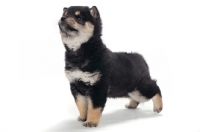 Picture of Shiba Inu puppy, black and tan colour, looking up