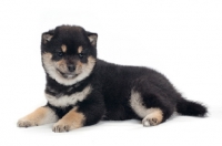 Picture of Shiba Inu puppy, black and tan colour, lying down