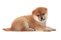 Picture of Shiba Inu puppy lying down on white background