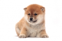 Picture of Shiba Inu puppy on white background