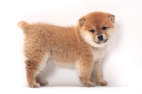 Picture of Shiba Inu puppy on white background