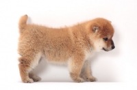 Picture of Shiba Inu puppy, side view