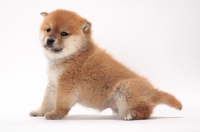 Picture of Shiba Inu puppy sitting down
