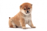Picture of Shiba Inu puppy sitting on white background