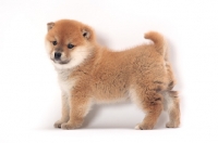Picture of Shiba Inu puppy standing on white background