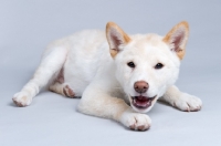 Picture of shiba inu puppy