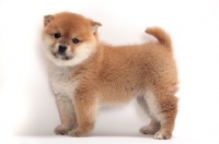 Picture of Shiba Inu puppy