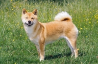 Picture of Shiba Inu, side view on grass