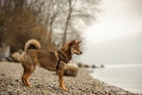 Picture of Shiba Inu side view