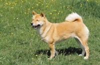 Picture of Shiba Inu side view